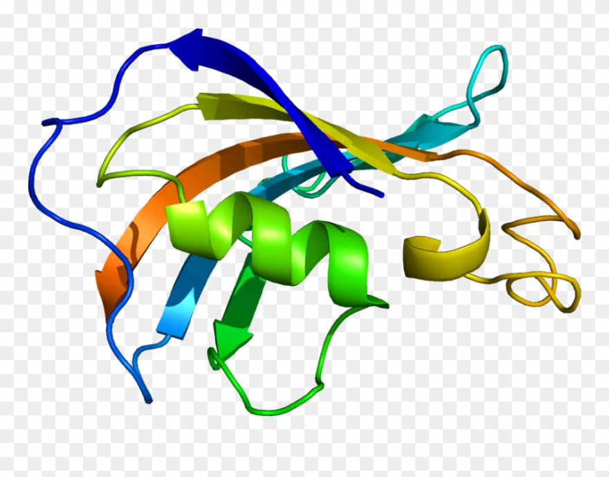Protein Fkbp1b Pdb 1c9h - Fkbp12 Protein Clipart