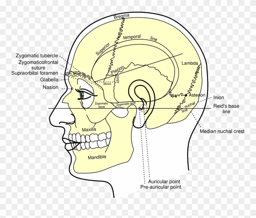 Skull Diagram Head - Diagram Of Human Head Clipart