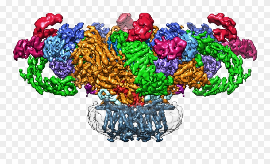 Single Particle Cryo-em Structure Of Ryanodine Receptor - Cryo Em Structure Channel Clipart