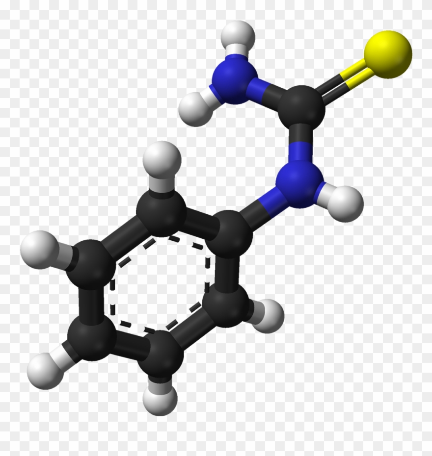 Taste Buds On The Tongue - Ptc Gene Clipart