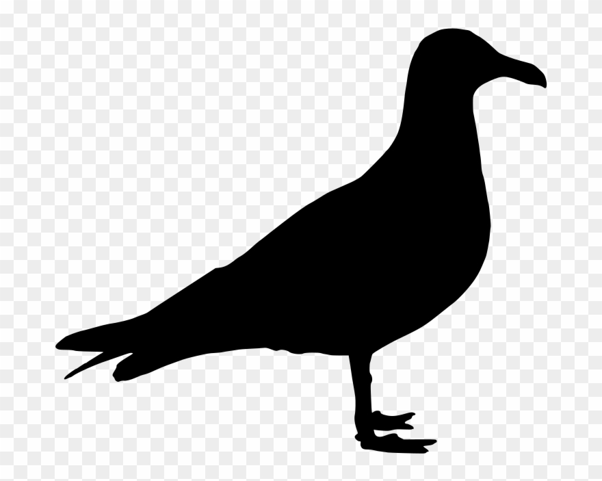 Download Png - Seagull Png Silhouette Clipart