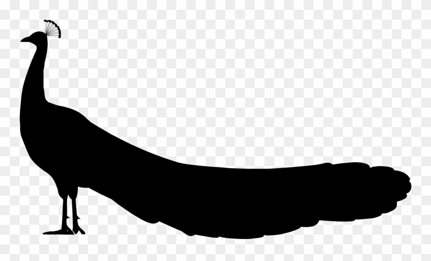 Bed And Breakfast - Peafowl Clipart