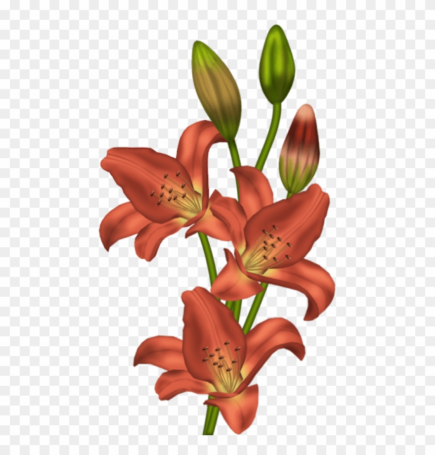 Free Png Download Orange Lilium Png Images Background - Stargazer Png Clipart