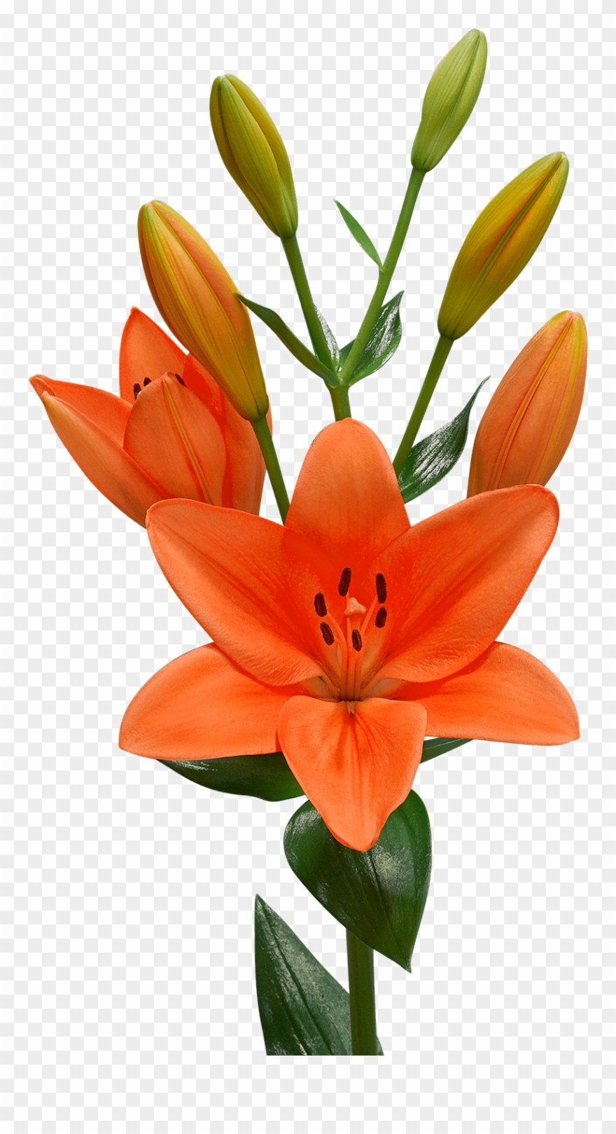 Lilium Png - Lilium Flemington Clipart