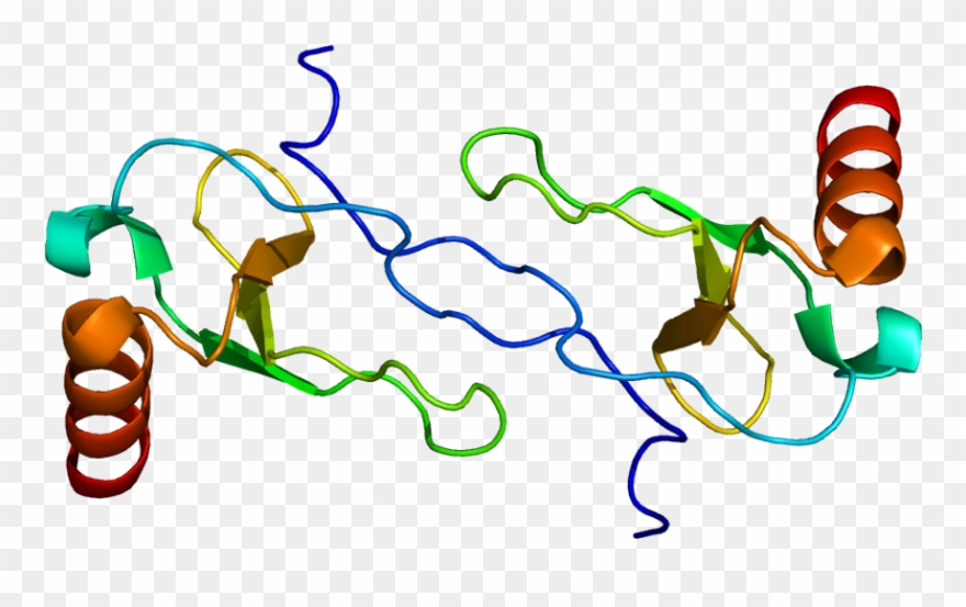 Protein Ccl4 Pdb 1hum - Illustration Clipart