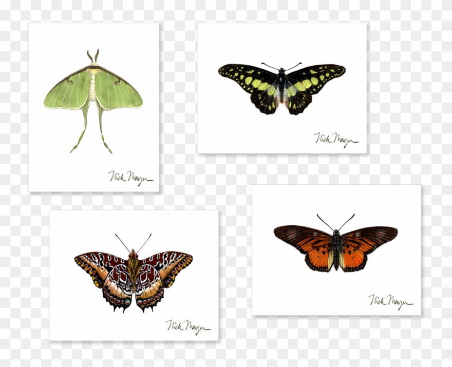 Sign Up And Get 10% Off - Swallowtail Butterfly Clipart