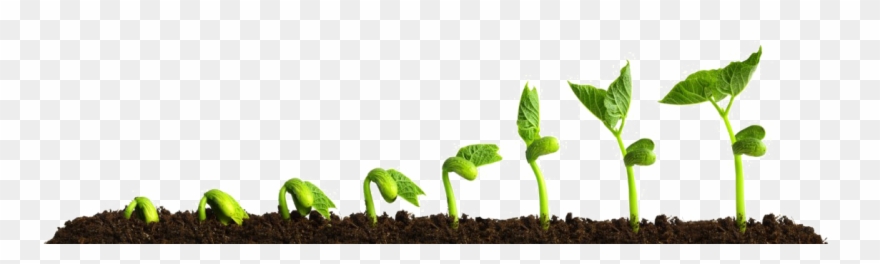 Growing Plant Transparent Png - Growing Plant Clipart