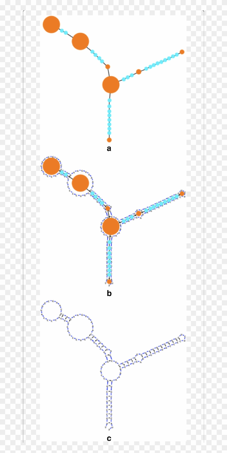 The Compressed Graph Mapped To An Rna Structure - Illustration Clipart