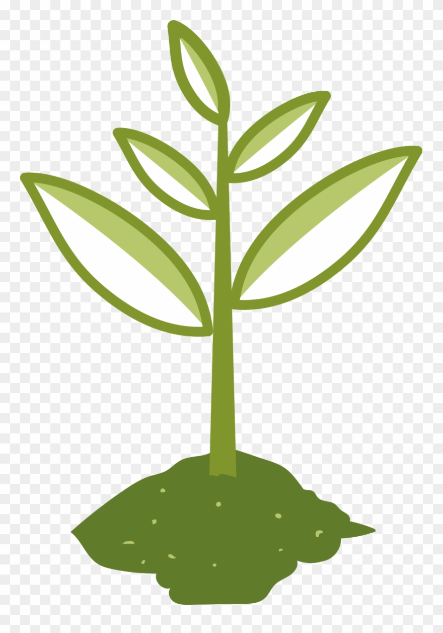 Absorbent-natural Clipart