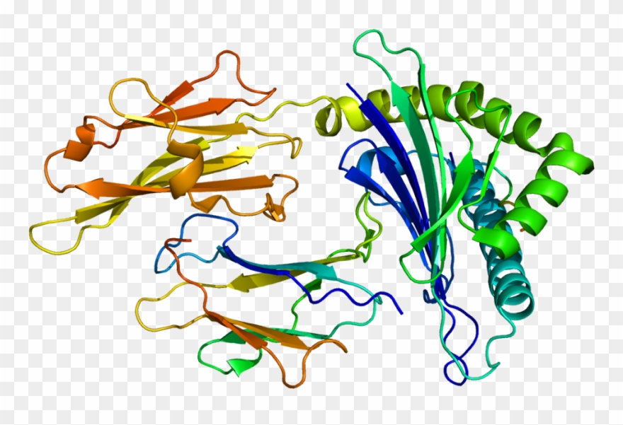 Hla Protein Clipart