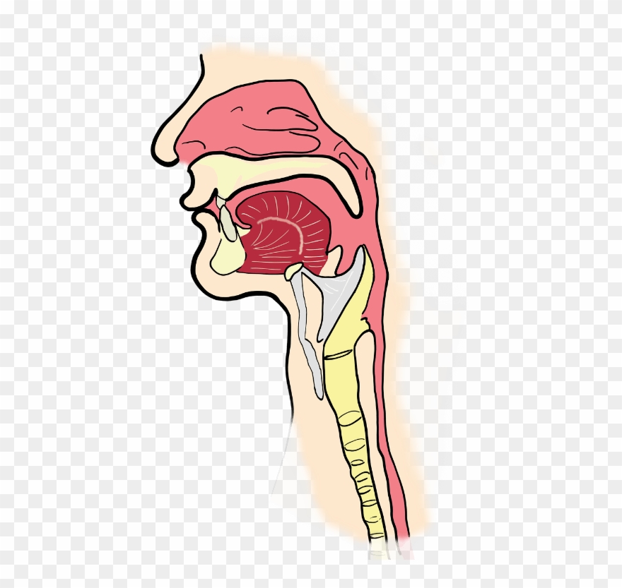 Laringe Taller De Canto - Pharynx Png Clipart