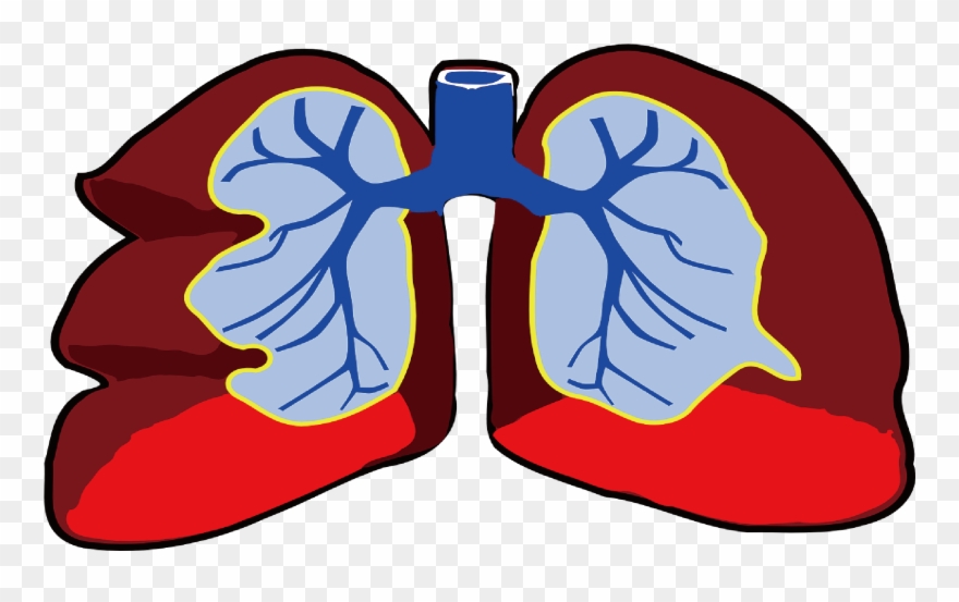 4 4 01 - Lungs Clip Art - Png Download