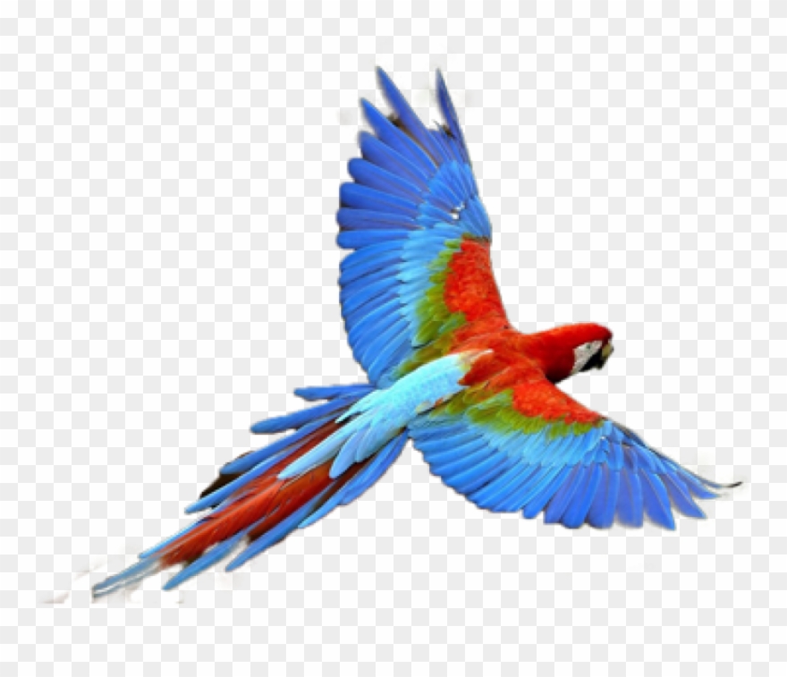 Free Png Download Parrot Transparent Png Images Background - Parrot Png Clipart