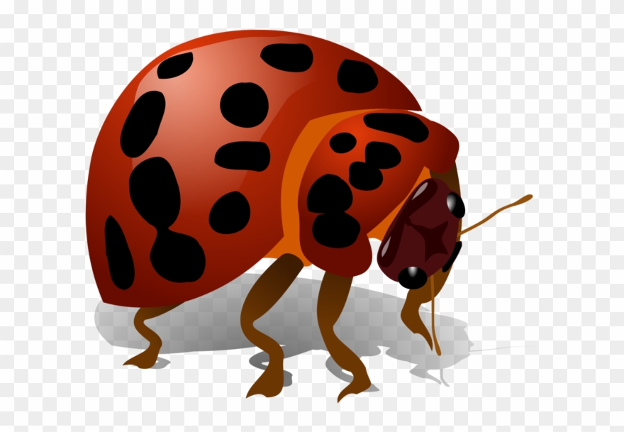 This Png File Is About Bug - Bug Clip Art Transparent Png