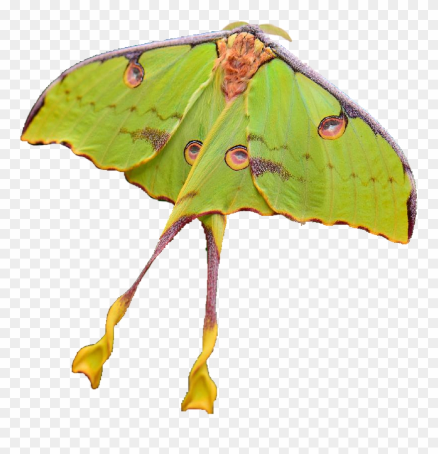 Moon Moths - Luna Moth Clipart