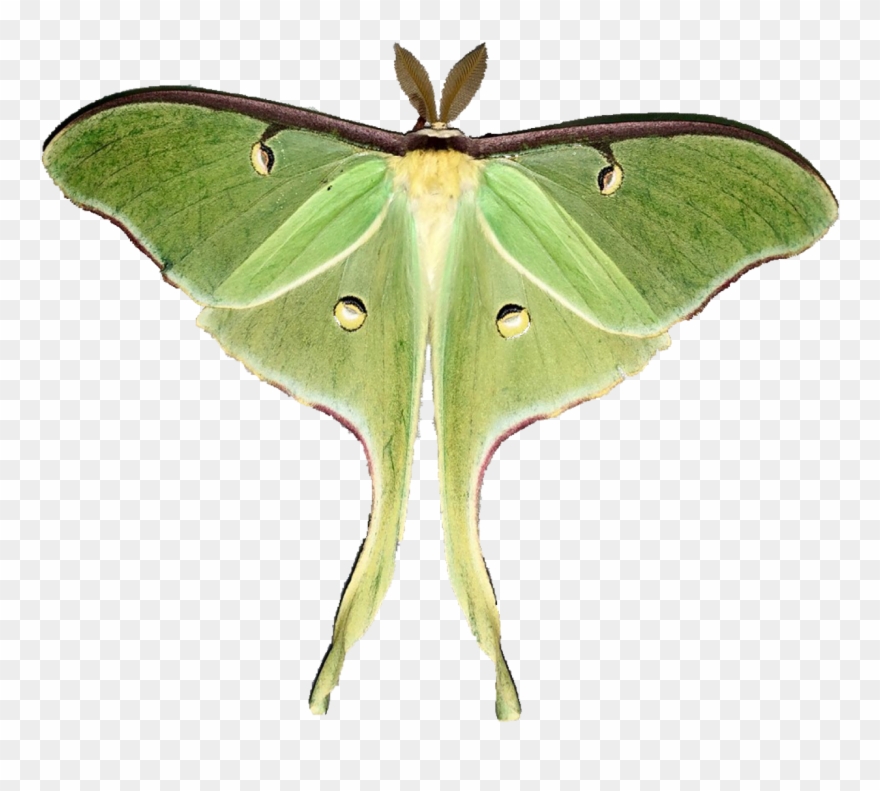 Moon Moths - Luna Moth Clipart