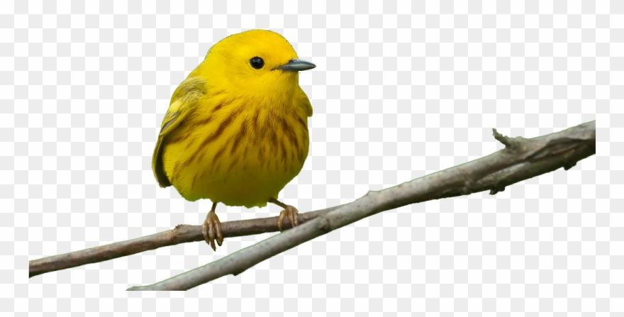 Detroit Audubon's Seasonal Newsletter That Highlights - Yellow Warbler Transparent Background Clipart