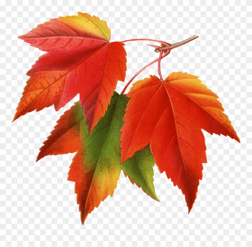 Flower Fairies Books, Fall Leaves Pictures, Leaf Images, - Maple Leaves Clipart