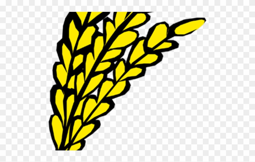 Oat Clipart Transparent - Oats Clip Art - Png Download