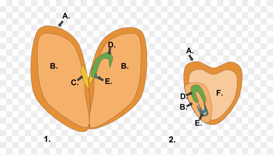 File Monocot Dicot Seed Svg Wikimedia Commons - Dicotyledon Clipart