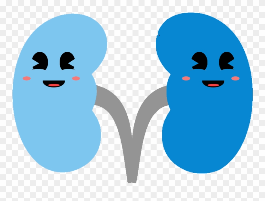 Blue Kidney - - Illustration Clipart