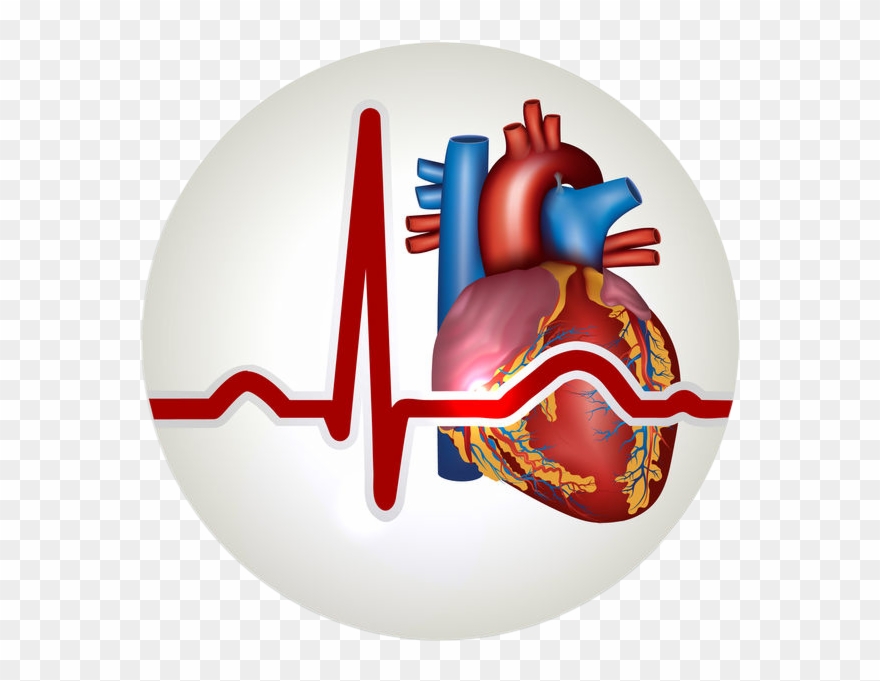 Cardilogliy Circlenb - Heart Circulatory System Png Clipart