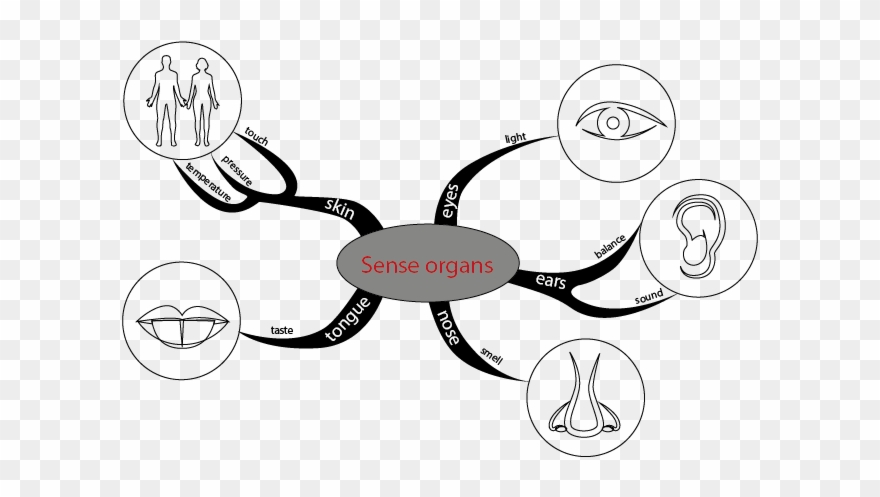 Sensory Think Kit Ahrc Cities Network Of - Cartoon Clipart