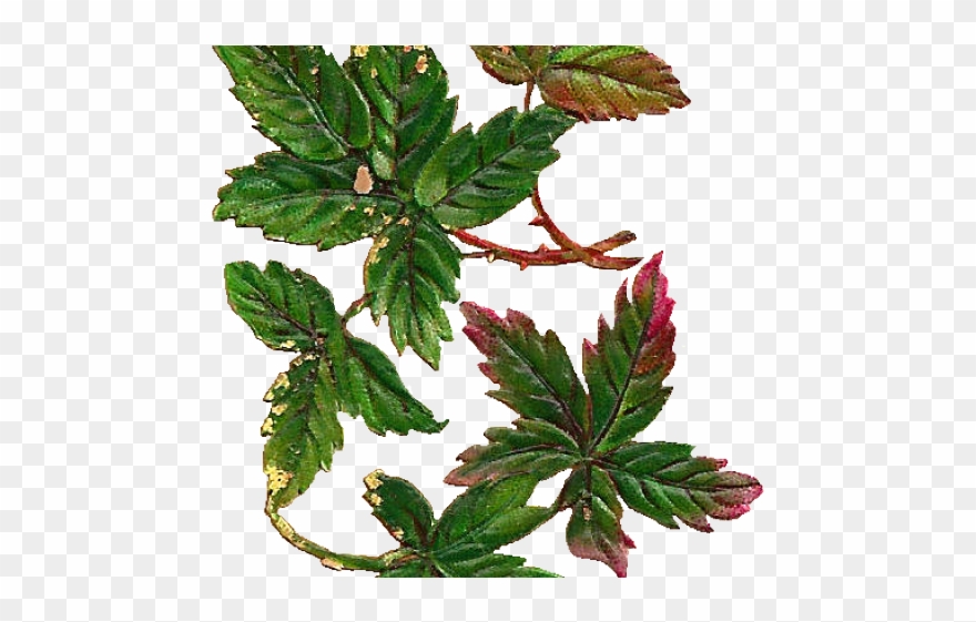 Leaves Clipart Vintage - Verbena - Png Download