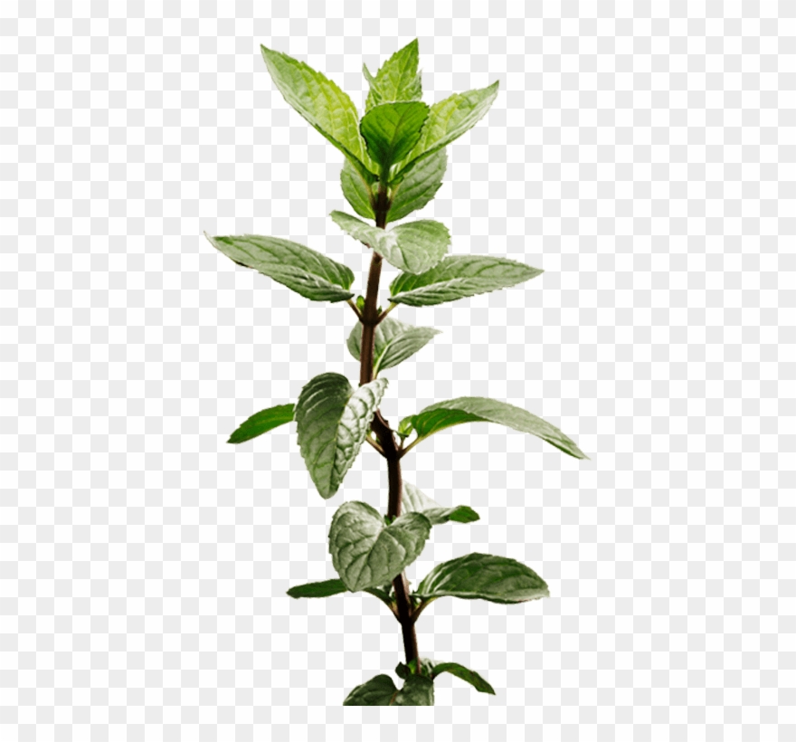 Peppermint Plant Image - Mint Plant Transparent Clipart