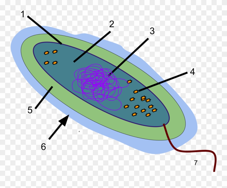 Glycocalyx In Bacteria - Bacterial Slime Clipart
