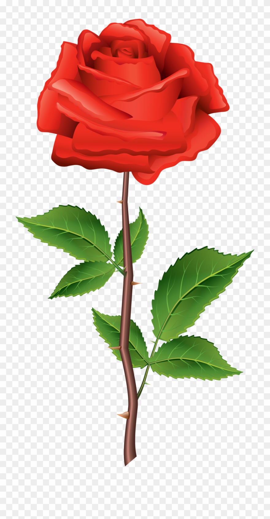 Large Size Of How To Draw A Simple Flower Step By Cherry - Flower Rose Clipart