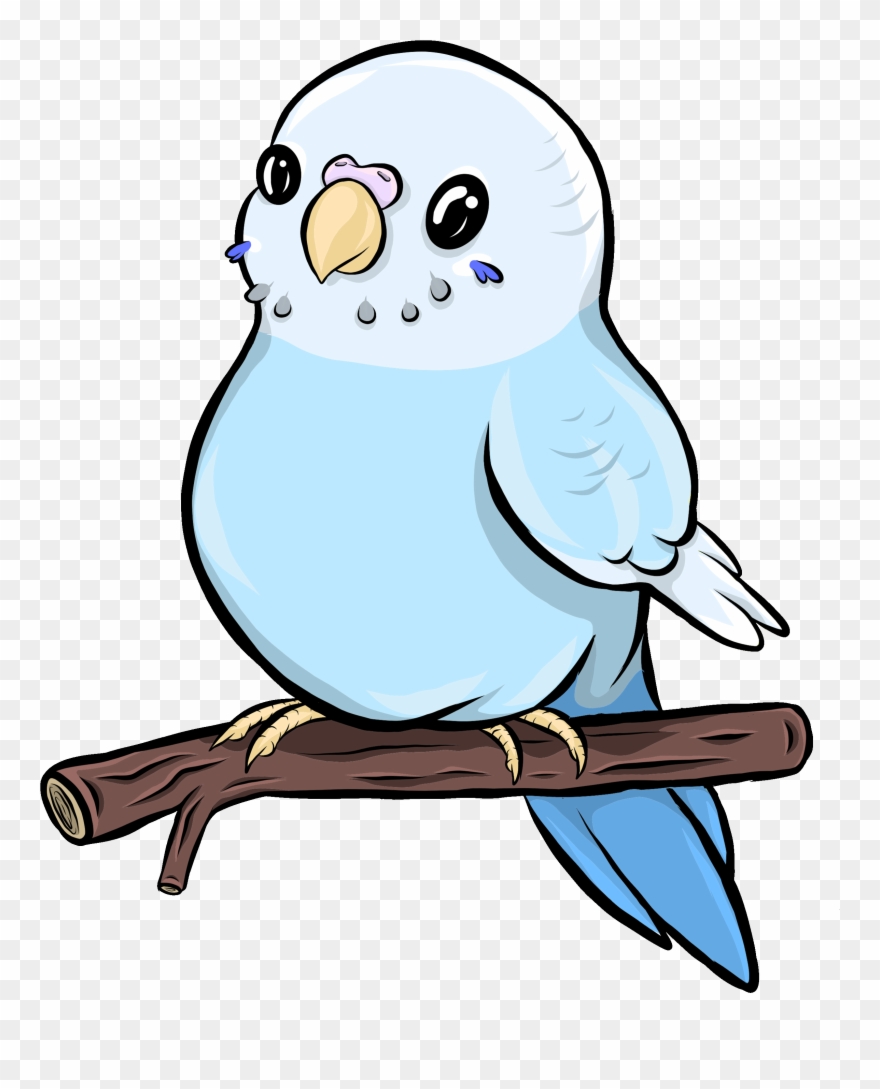 Untitled Artwork - Budgie Clipart