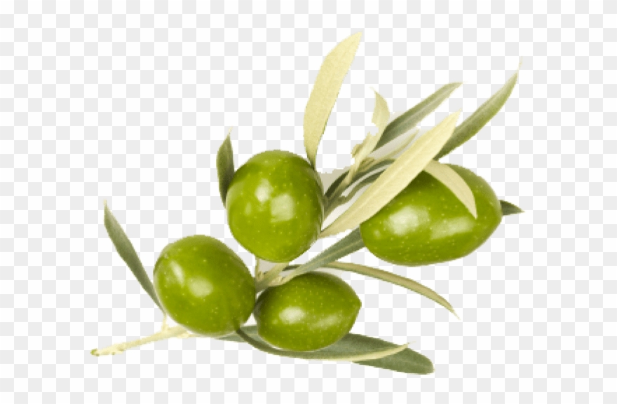 Free Png Download Olive Png Images Background Png Images - Olive Leaves Clipart