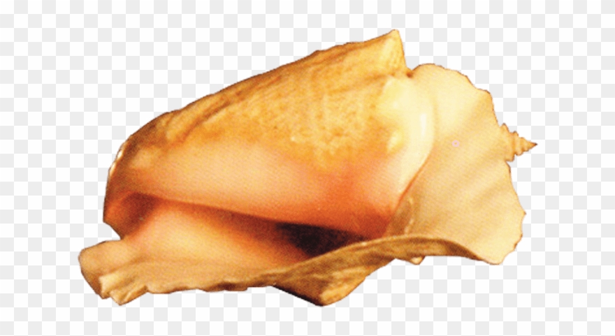 This Png File Is About Conch , Shell , Marine Mollusc - Portable Network Graphics Clipart