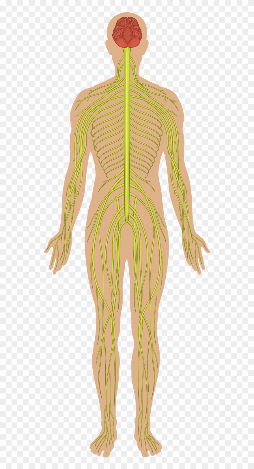 Nervous System - Vast Virome Clipart