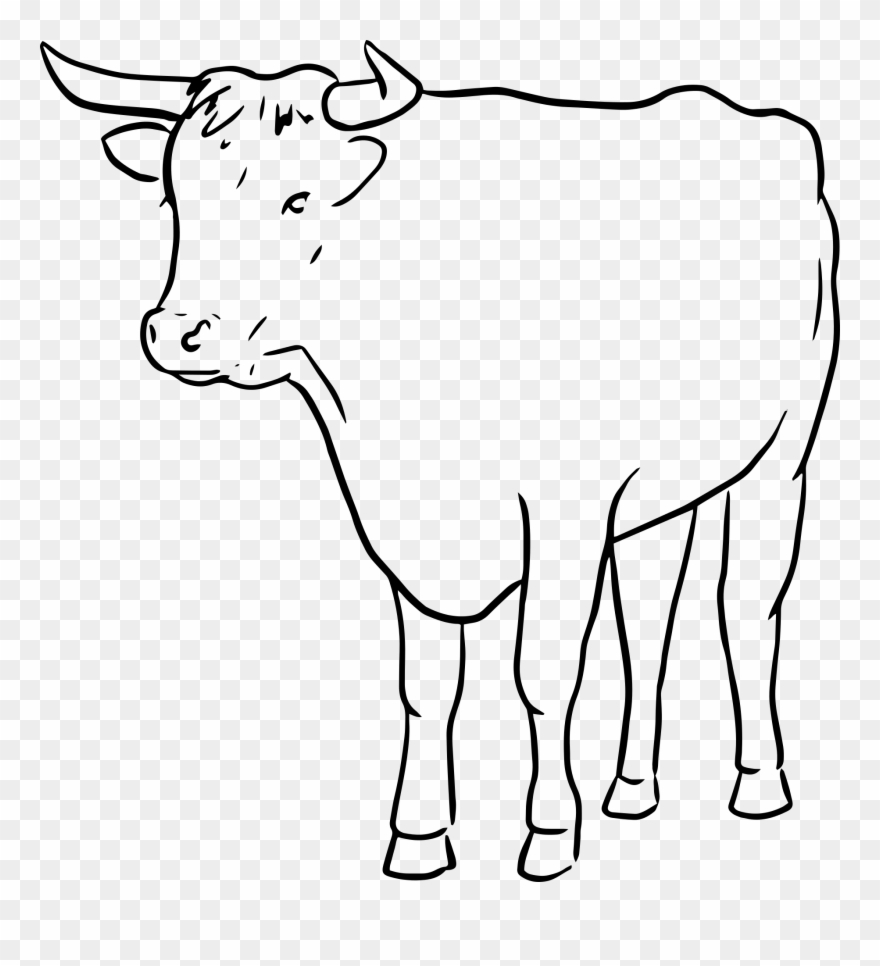 Cow Clip Art Outline - Line Drawing Of A Bull - Png Download