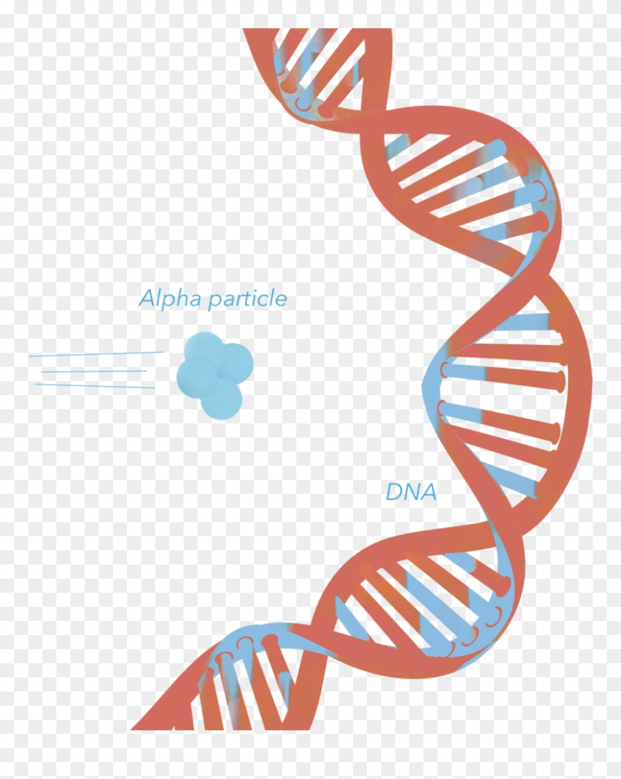 Radiation & Dna - Dna Clipart