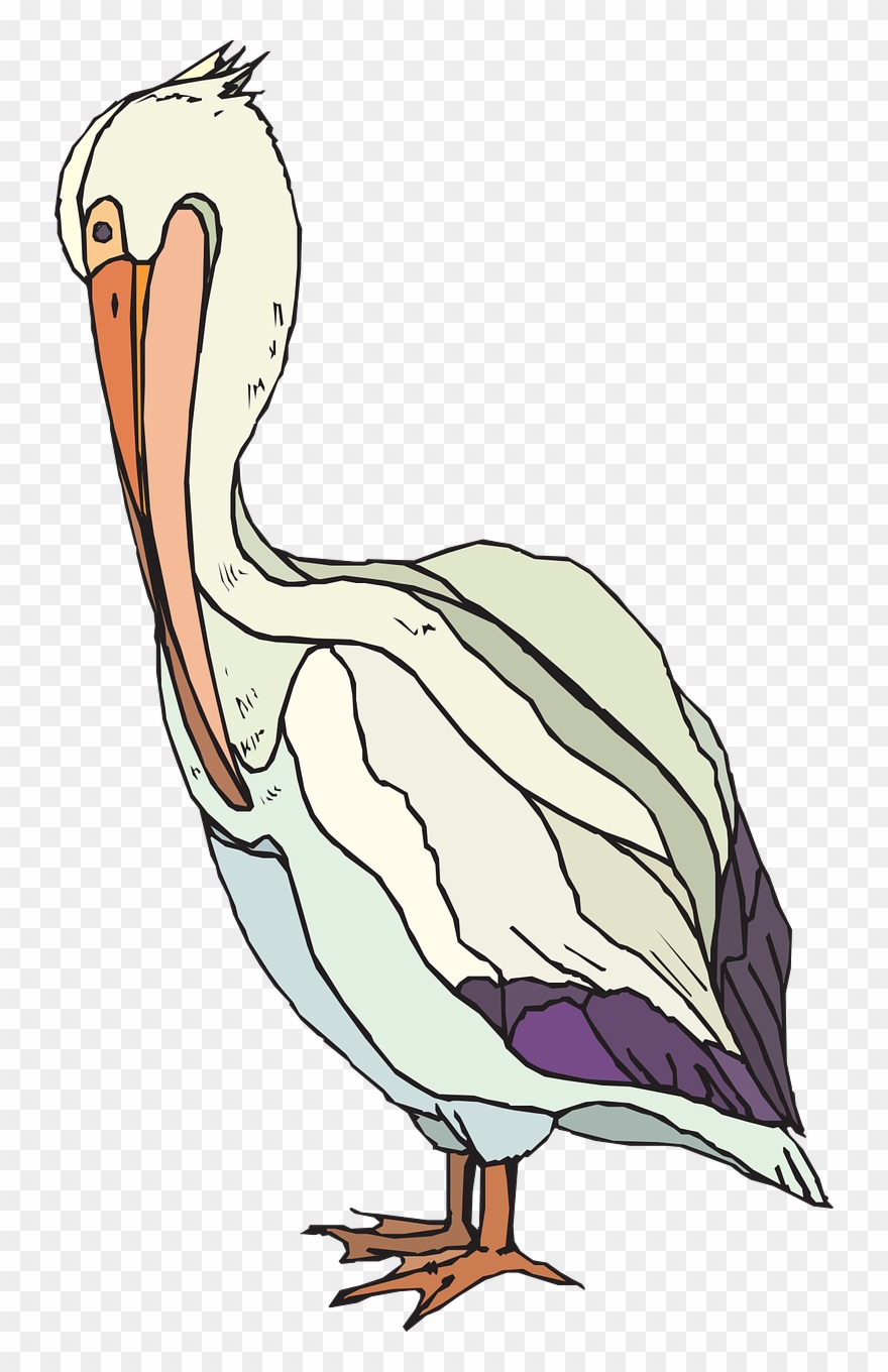 Pelican Searbird Pelecanidae - Pelican Clipart - Png Download