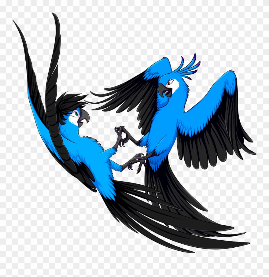 Rio Macaw Drawing Nairasanches Clipart