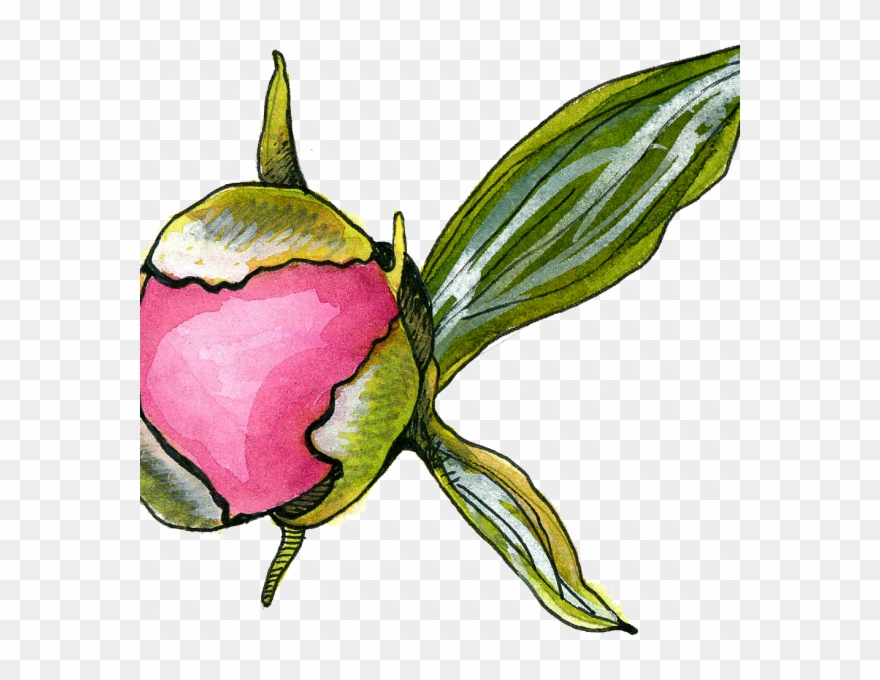 Peony Bud - Rosa Glauca Clipart
