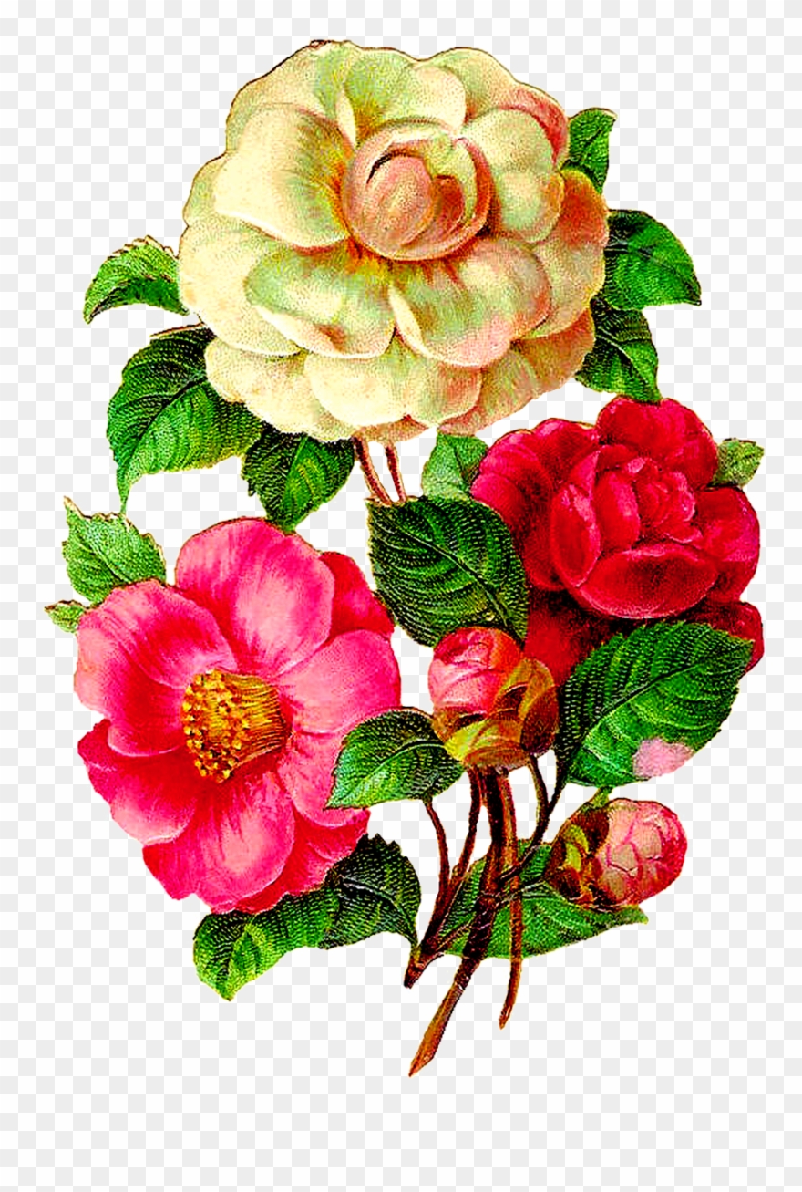 Vintage Flower Illustration Png Clipart