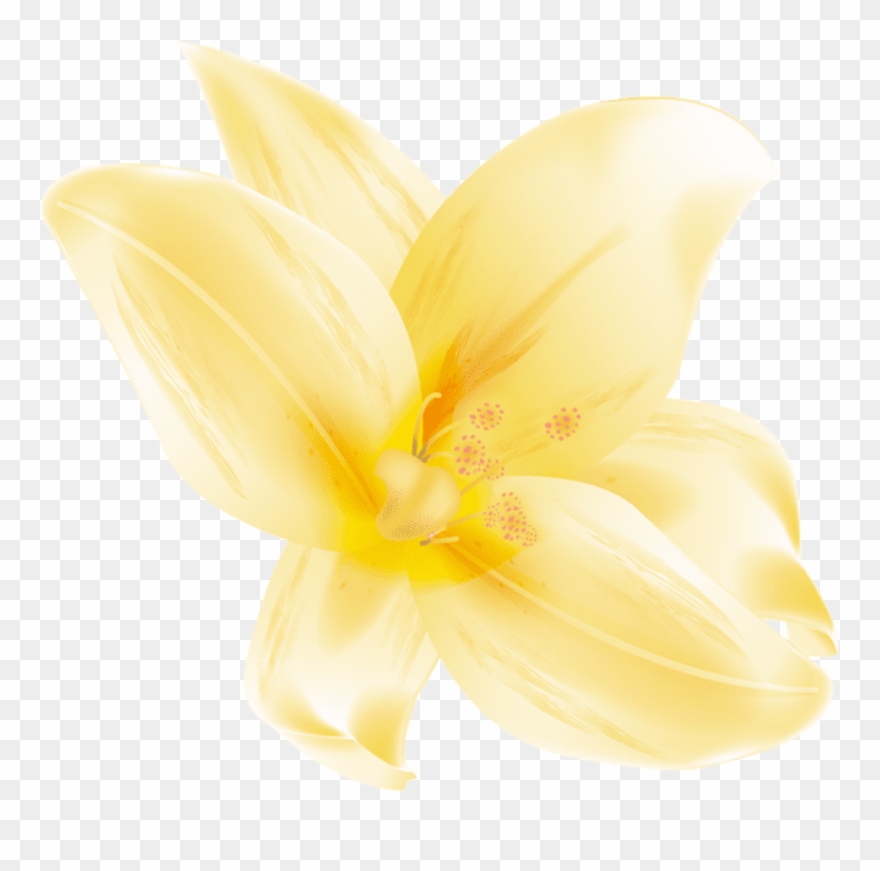 Free Png Download Large Yellow Lilium Png Images Background - Lily Clipart