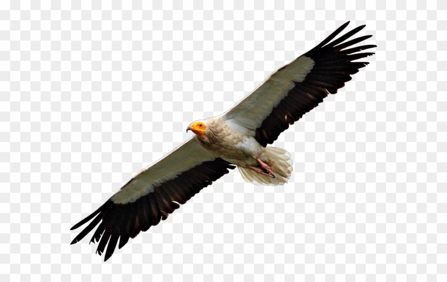 Vulture Clipart Flying - Vulture Png Transparent Png