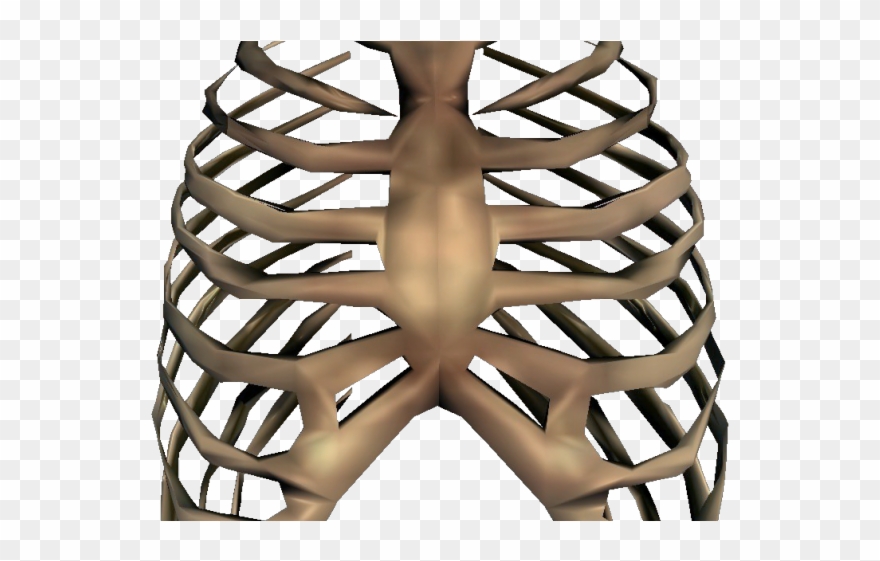 Rib Cage Png Transparent Images - Rib Cage Transparent Clipart