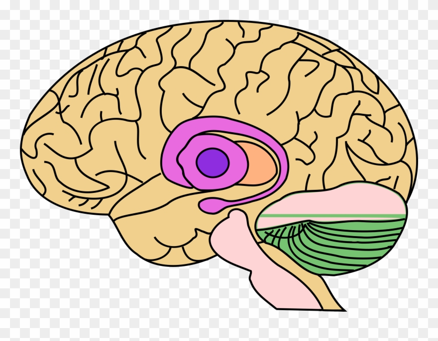 Big Image - Hindbrain Midbrain Forebrain Basal Ganglia Clipart