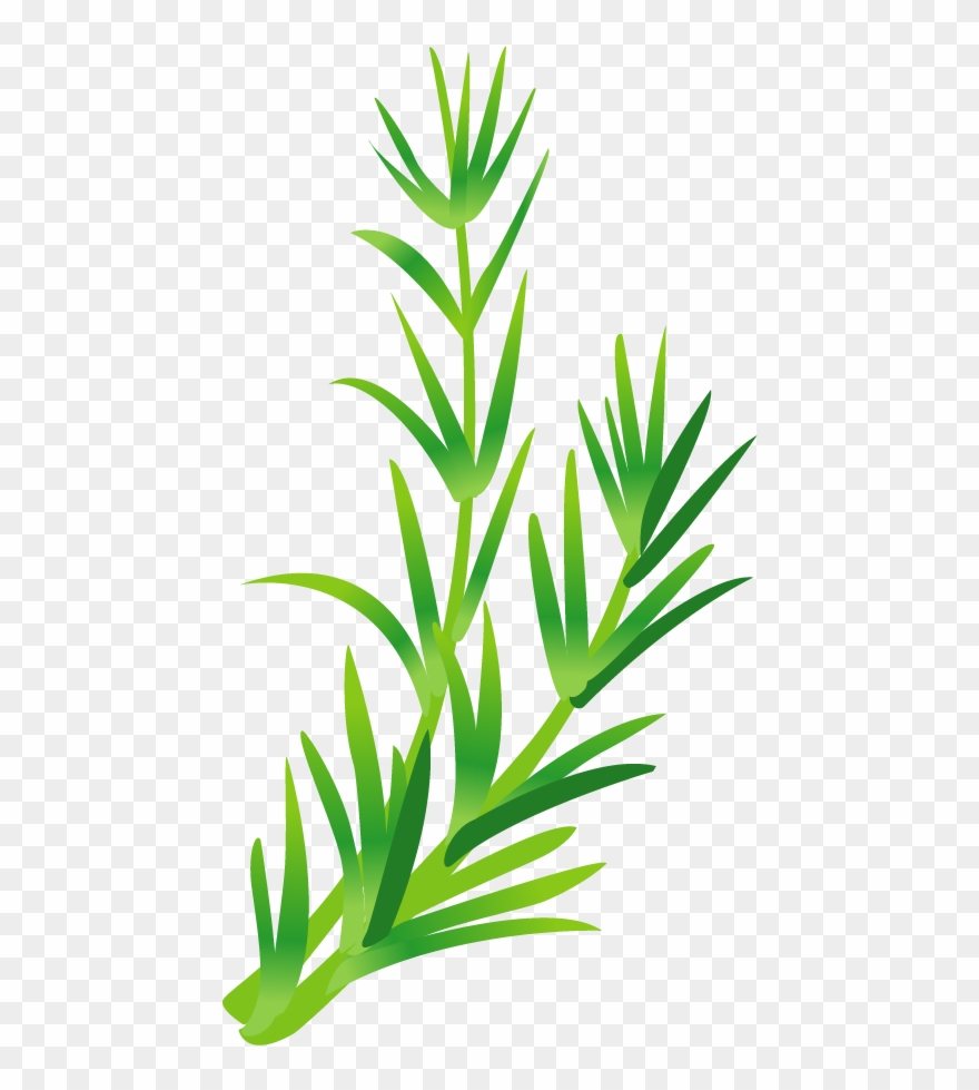 Leaf Vegetable Herb Green Leaves Transprent Png - Free Vector Frame Vegetable Clipart