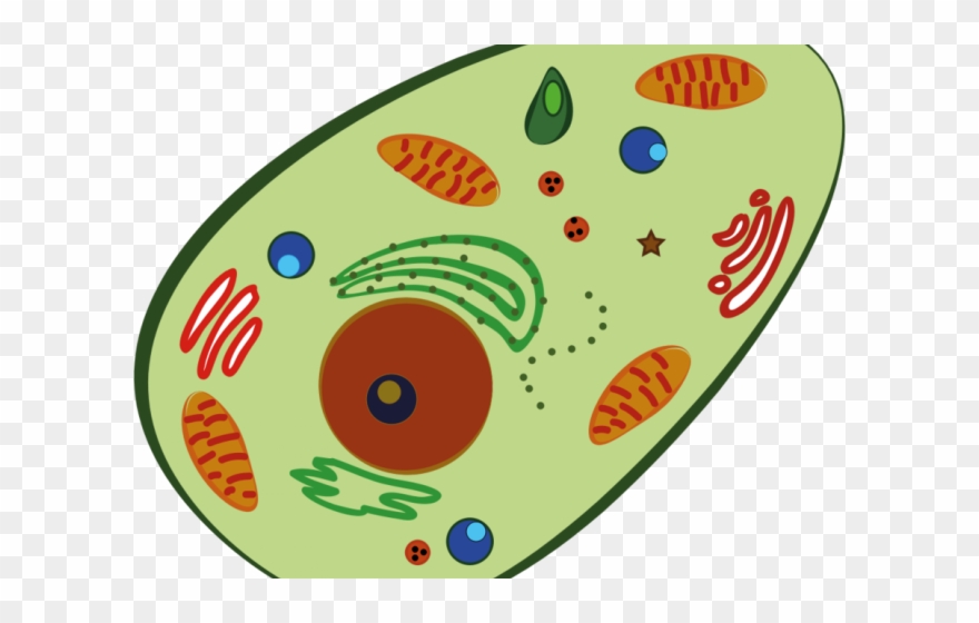 Blood Clipart Human Blood - Prokaryotic And Eukaryotic Cells Maze - Png Download