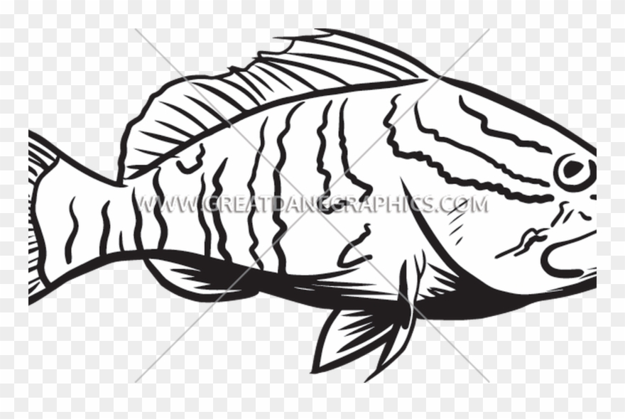Bass Fishing Clip Art Library Huge Freebie Download - Grouper Line Art - Png Download