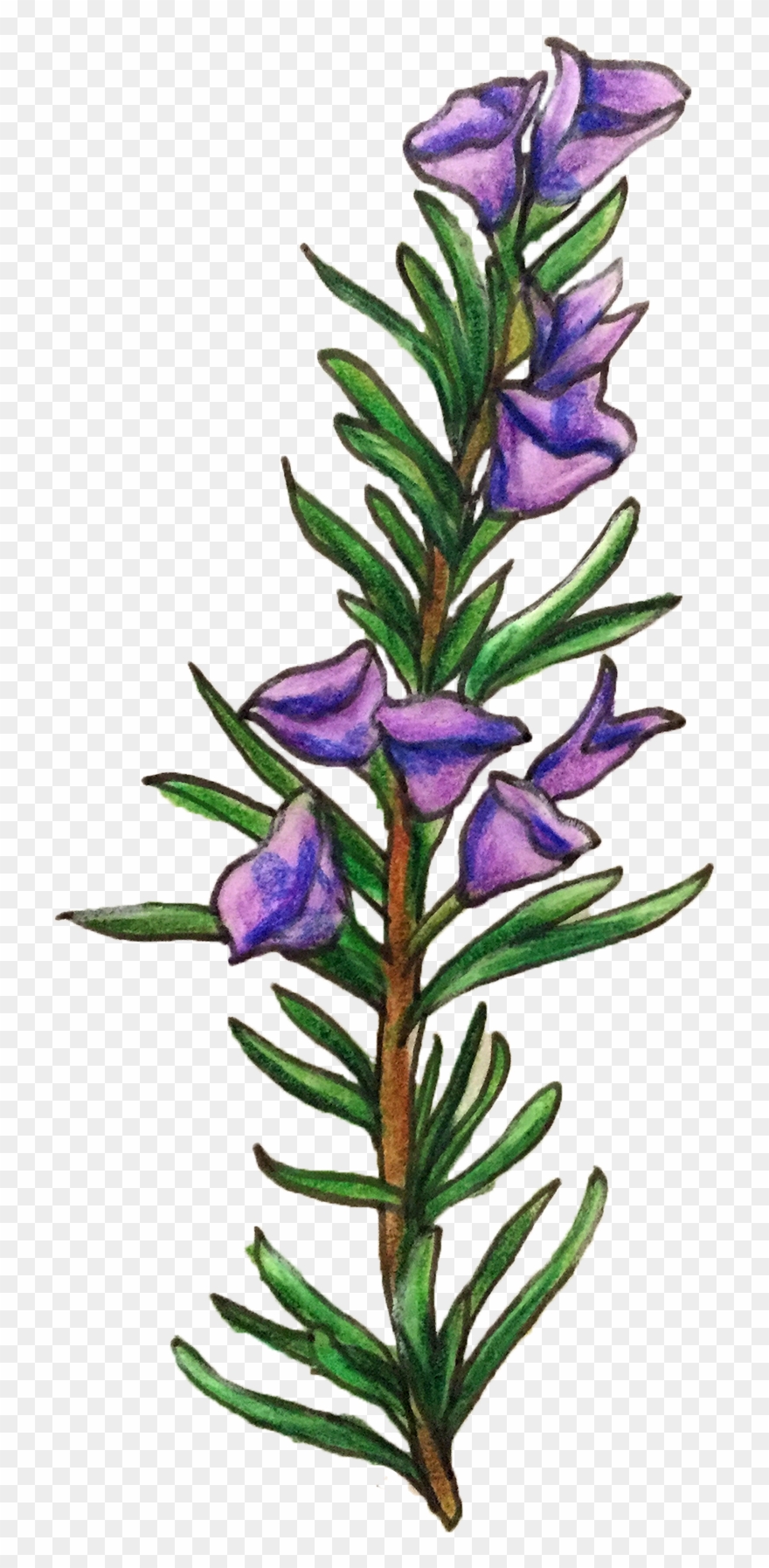 Rosemary Png - Rosemary Flower Illustration Png Clipart