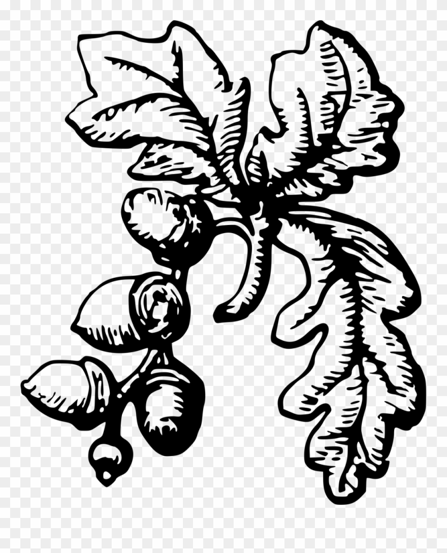 Acorn Animal Transparent Png Images Free Download - Acorn Drawing Png Clipart